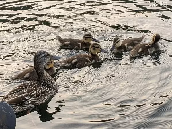 Ducks — أرمينيا