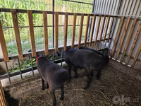 Baran, Hissar sheep — zdjęcie 4