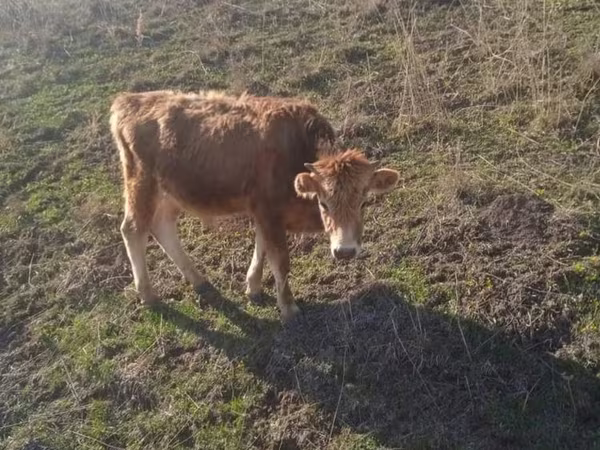 Vaca, Ganado vacuno