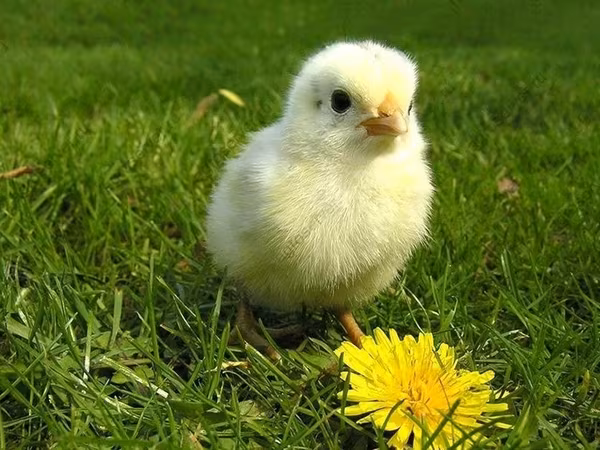 Chickens