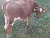 Cow, Holstein breed — photo 3