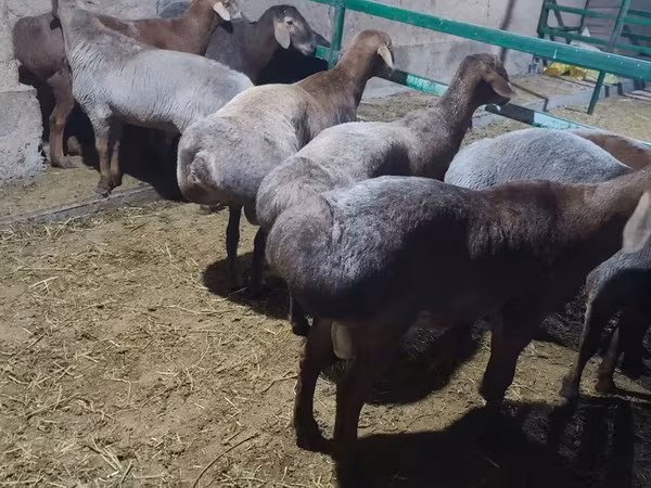 Ram, Sheep