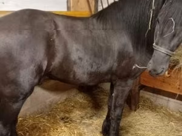 Cavalo, Friesian