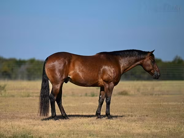 At, Quarter Horse