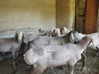 Qoyunlar (partiya, cinsi göstərilməyib), Qoyunlar — foto 5