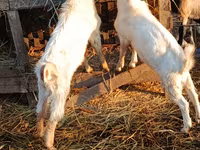 Keçi, Nubian Goat — foto 4