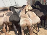 Ram, Hissar sheep — photo 5
