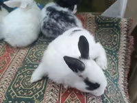 Dovşan yemləri 2-azn, 2.50 Bala Dovşanlar 5azn. Apilka (Yonqar — الصورة 1