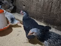 Chickens — foto 1