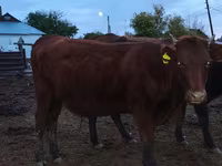 Cow, Kazakh White-headed cow — photo 3