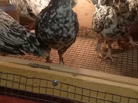 Yapon Bantam — foto 1