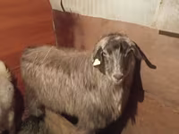 Cabro, Cabras — foto 3