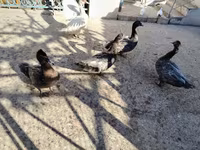 pato criollo doméstico — foto 4