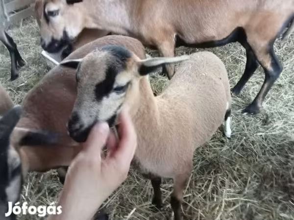 Вівця, Cameroon sheep