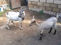 Keçi, Saanen goat — foto 2