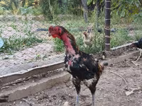 Derbişir Qırmızı Toppalı — foto 3