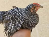 Chickens — photo 3