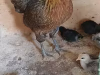 فينيكس — الصورة 3