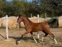 घोड़ा, Dutch warmblood horse — फ़ोटो 3