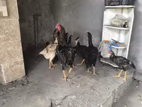Chickens — الصورة 8