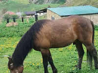 At, Azerbaijan horse — foto 3