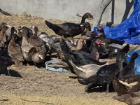 Ducks — Foto 5