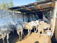 Qoç, Merinoland sheep — foto 3