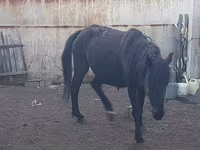 Кобила, Horse breed — фото 3