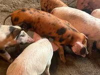 Säue, Schweine — Foto 1