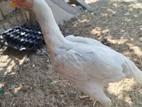 Chickens — 照片 2