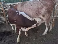 母牛, Cattle — 照片 1