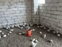 Kral bildirçini — foto 5