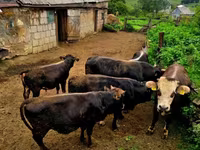 Cow, Cattle — photo 4
