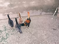 Chickens — foto 3