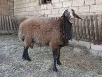 Qoç, Qoyunlar — foto 1