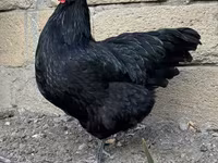 Australorp — photo 3