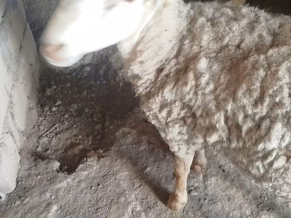 Ram, Karakul sheep — Azerbaijan