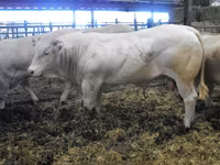 Buğa, Blonde d’Aquitane cattle — foto 6