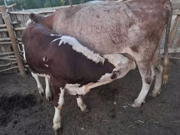 母牛, Cattle