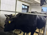 Vaca, Russian Black pied cattle — foto 5