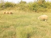 Ram, Sheep — photo 5