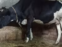 بقرة, Russian Black pied cattle — الصورة 4