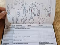 Égua, Thoroughbred horse — foto 6