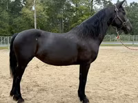 Stute, Friesian — Foto 3