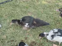 Domestic Muscovy — photo 3