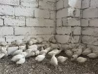 Kral bildirçini — foto 2