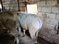 Buğa, Mal-qara — foto 1