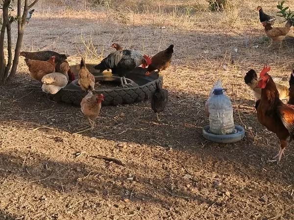 Chickens — Azerbaijan