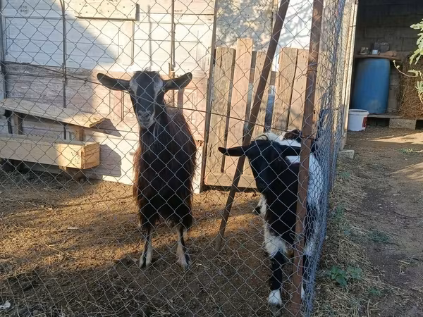 Goat, Goats — Azerbaijan