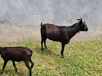 Dişi keçi, Murcia-Granada goats — foto 7